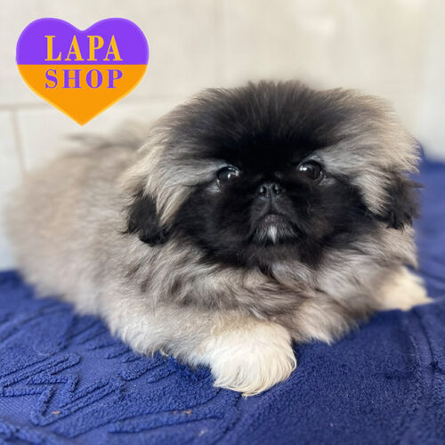 Маленький красунчик породи пекінес