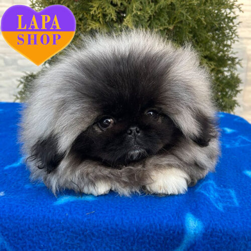 Милий песик породи пекінес чекає на свою родину