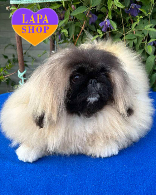 палевий пекінес