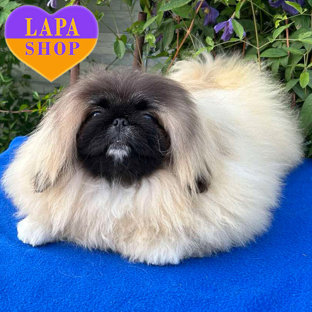 Pekingese-02
