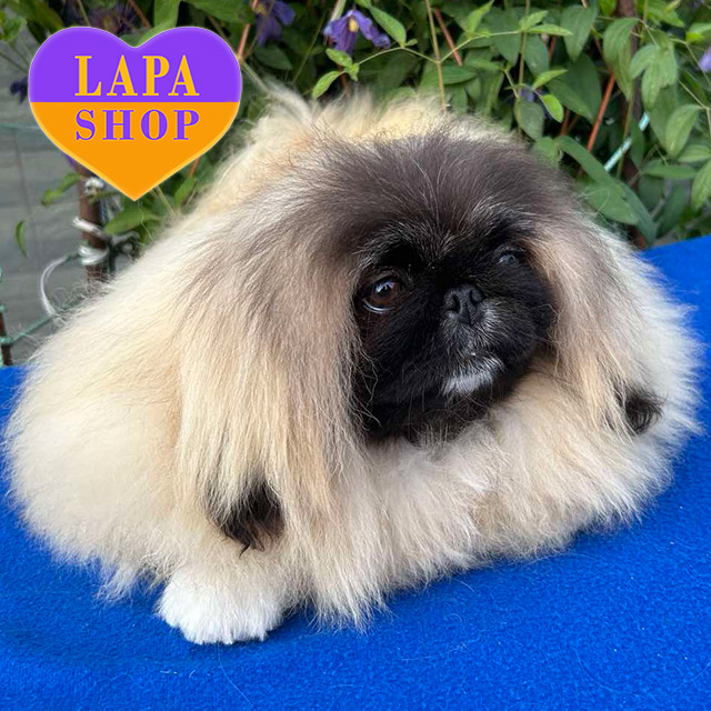 Pekingese-03