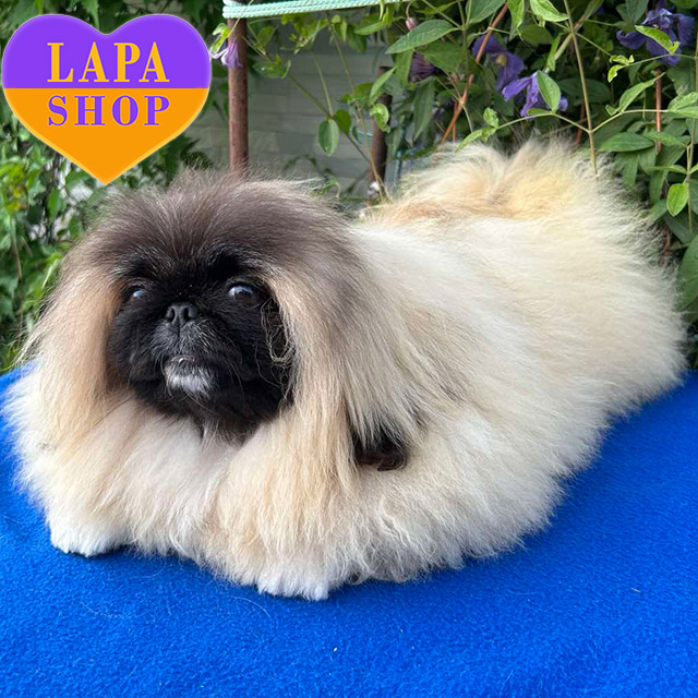 Pekingese-04