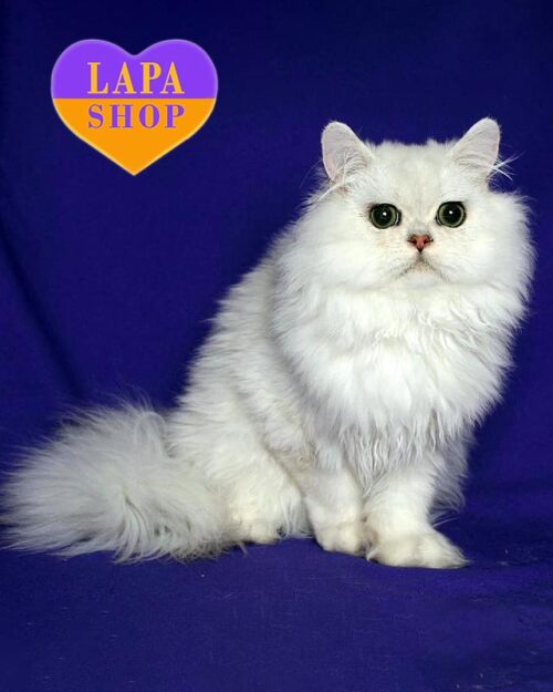 Чарівне перський котик в розкішній сріблястій шубці Valentin  — ваш майбутній улюбленець