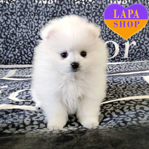 Snow-White Puppy of Pomeranian Spitz Breed