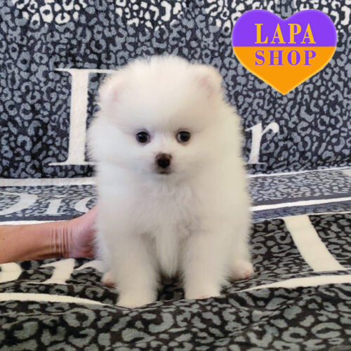 White Boy of Pomeranian Spitz Breed — Little Miracle