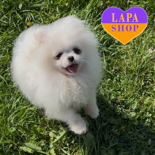 Біла дівчинка породи померанський шпіц чекає на свою родину