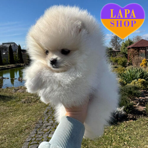 Белая леди породы померанский шпиц