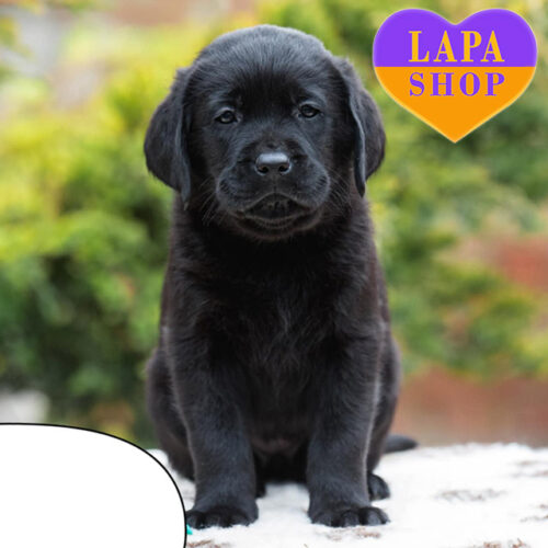 Prime Time — чарівний хлопчик породи лабрадор-ретривер чорного забарвлення