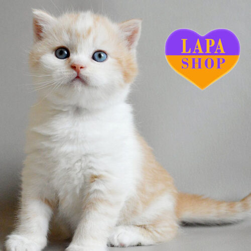 Qismat — Cute Scottish Shorthair Kitten