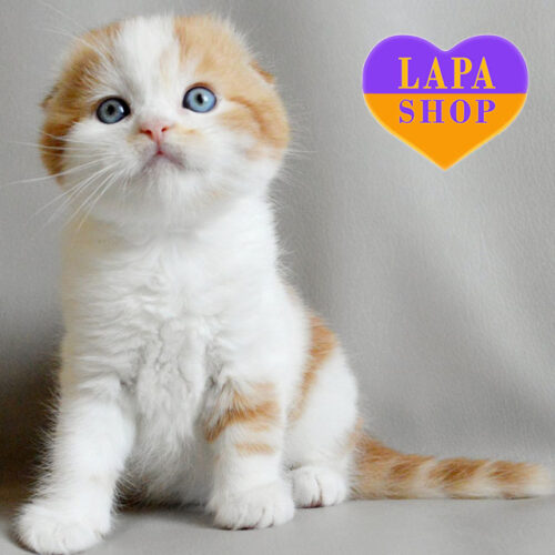 Quent — Charming Scottish Fold Handsome Cat