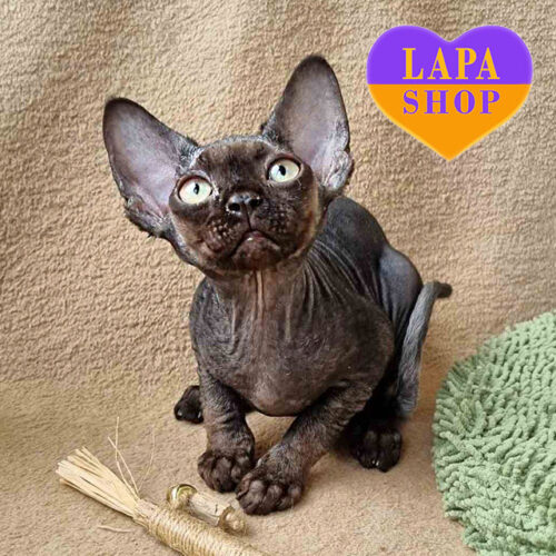 Quest – черный котик породы девон-рекс