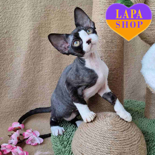 Quincy — волшебная кошечка породы девон-рекс черно-белой окраски