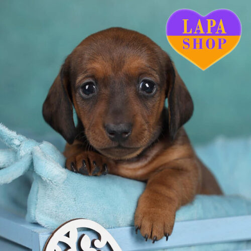 Неймовірно лагідна дівчинка породи кроляча гладкошерста такса