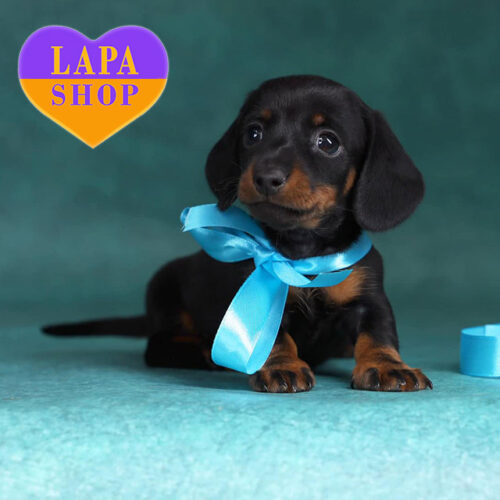 Елегантний хлопчик породи кроляча гладкошерста такса