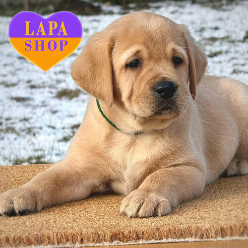 Rafe — Boy of Labrador Retriever Breed with a Gentle Coat
