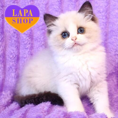 Cute Ragdoll Kitty Alice