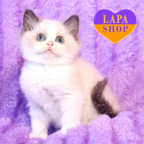 Ragdoll Kitten in a Luxurious Plush Fur Coat Confetti
