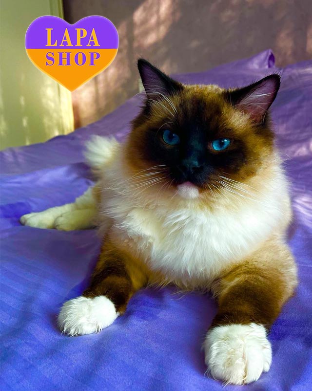 10 ознак, що ти справжній Pet Parent (або скоро ним станеш) — перевір себе! rag michalle4