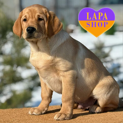 Ragnar — Boy of Labrador Retriever Breed with a Gentle Coat