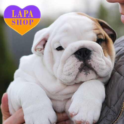 Rambo – рыже-белый мальчик породы английский бульдог