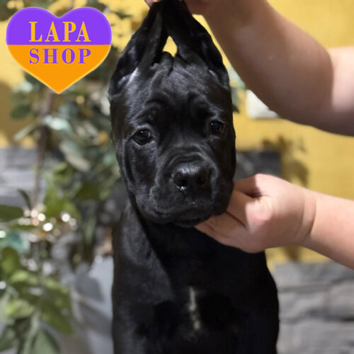 Stylish Boy of Cane Corso Breed Ramses with Black Color