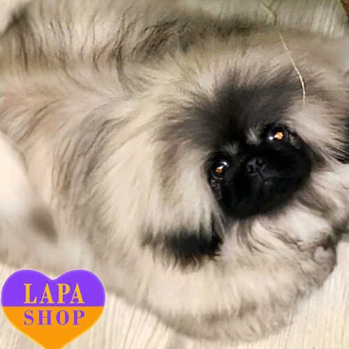 Raphael — хлопчик породи пекінес чекає на свою родину