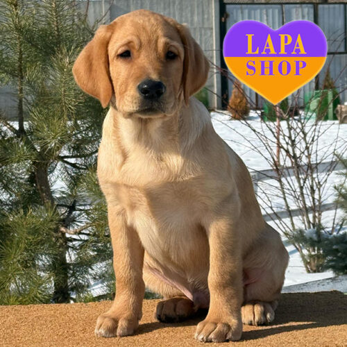 Rembo — Charming Handsome Labrador Retriever Boy