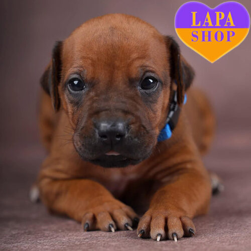 Елегантний хлопчик породи родезійський ріджбек