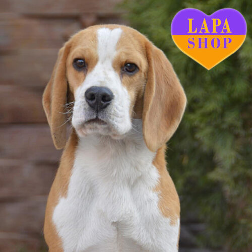 Richard — триколорний хлопчик породи бігль