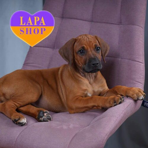 Елегантна дівчинка породи родезійський ріджбек чекає на свою родину