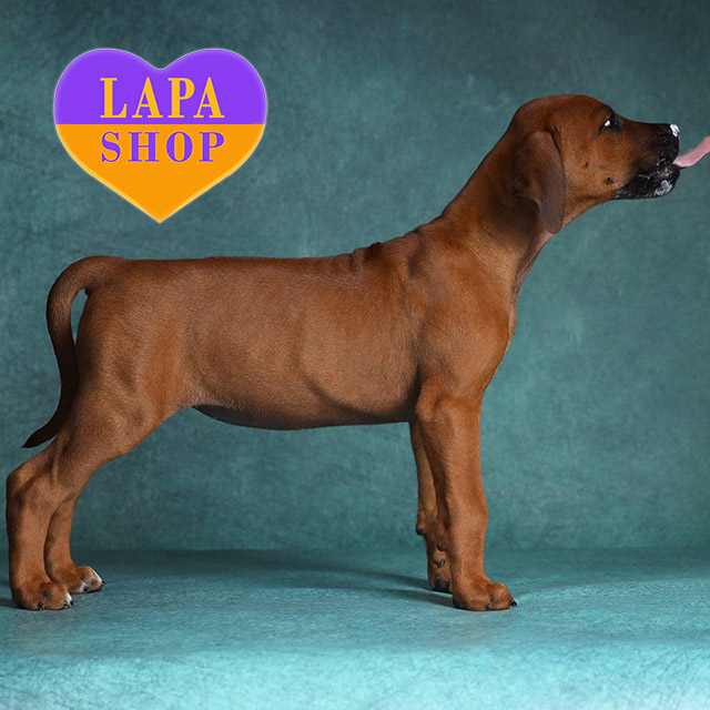 Ridgeback-01