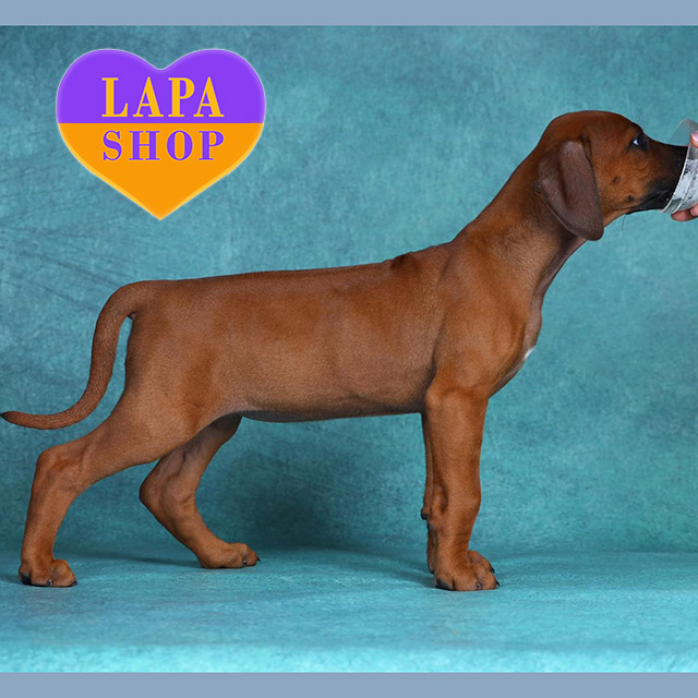 Ridgeback-02