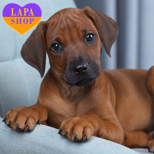 Милий песик породи родезійський ріджбек