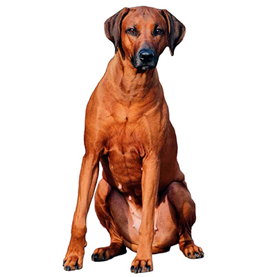 Родезійський ріджбек