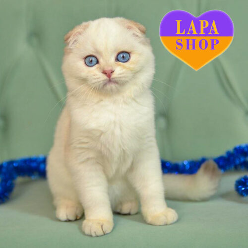 Милый шотландский вислоухий котик Riki