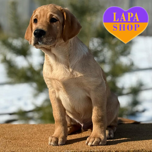 Robyn — Sweet Labrador Retriever Boy