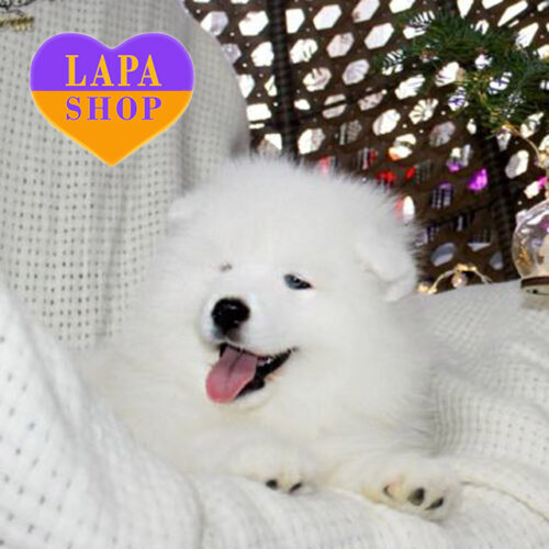 Ronald — Cute Samoyed Boy