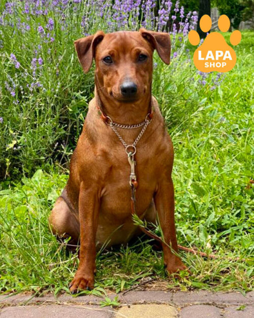 рудий цвергпінчер