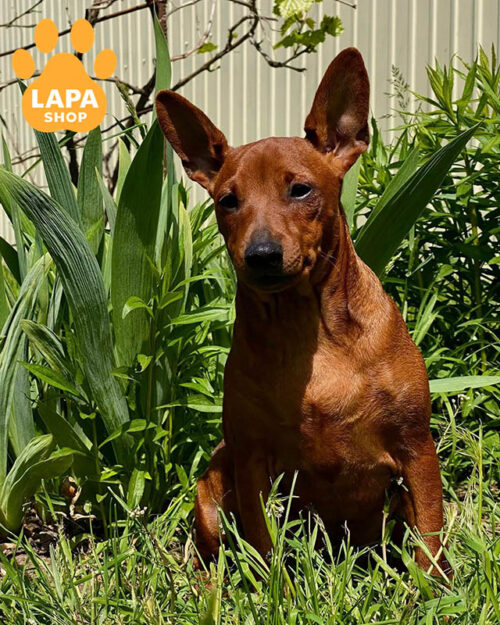 рудий цвергпінчер