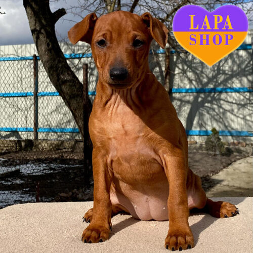 Ruby — Sweet Girl оf Miniature Pinscher Breed