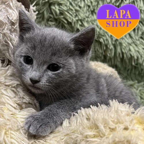 Утонченная русская голубая красавица Camila