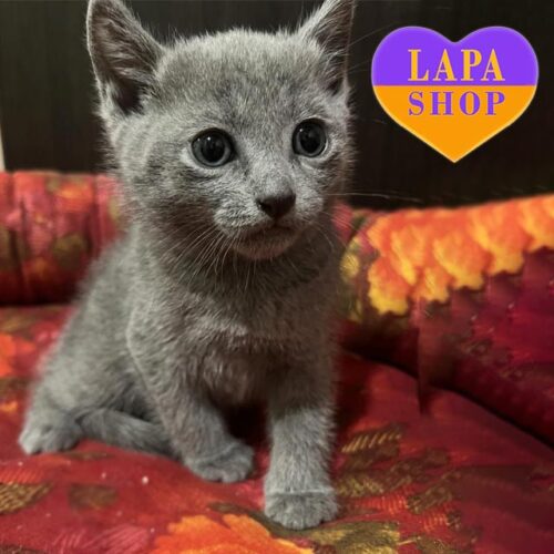 Миле російське блакитне кошеня Колін — ваш майбутній улюбленець