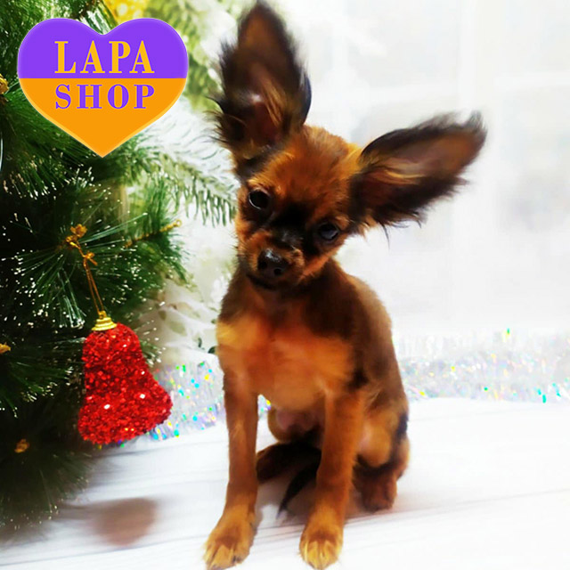 Russian-Toy-Terrier-01