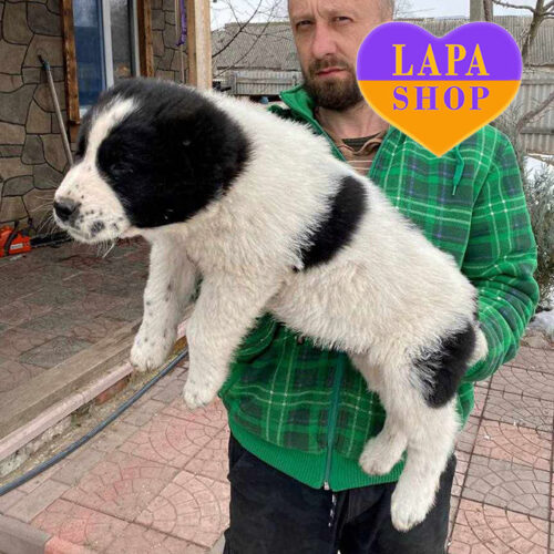Saiguli — Black and White Handsome Central Asian Shepherd Dog