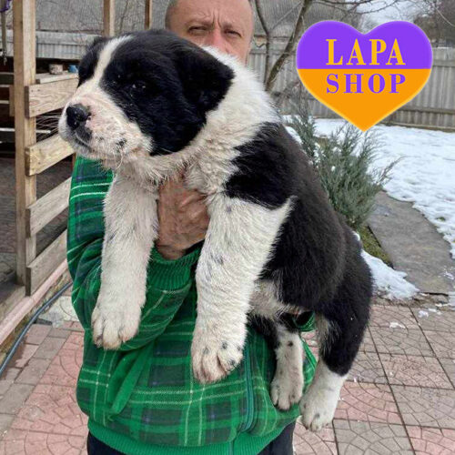 Saikhaly — Black and White Boy of Central Asian Shepherd (Alabai) Breed