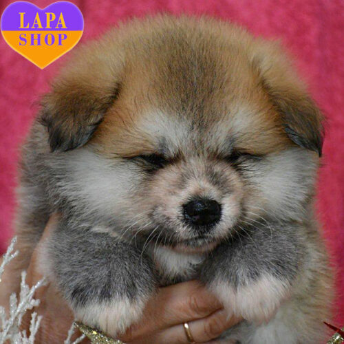 Длинношерстная красавица породы акита-ина Сакура рыжего окраса