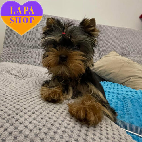 Mini Charming Sebastian of the Yorkshire Terrier Breed