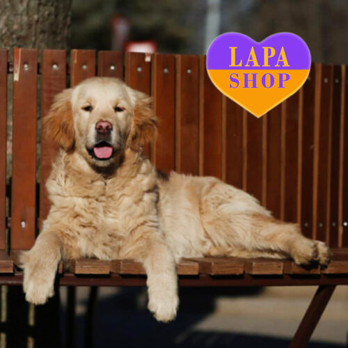 Golden Seth — Sweet Boy of the Golden Retriever Breed