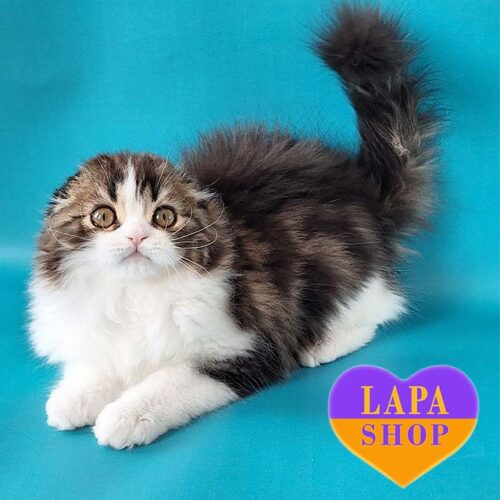 Очаровательный вислоухий длинношерстный шотландский красавчик Vinnie Pooh