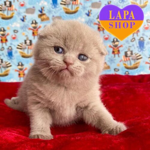 Charming Scottish Fold Lilac Kitty Betti. Booking Is Open!